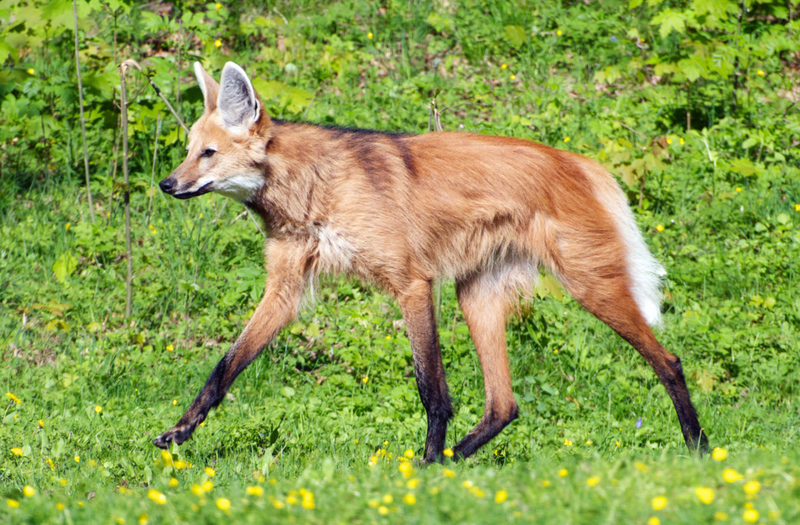 Lobo-guará | Alamy Stock Photo