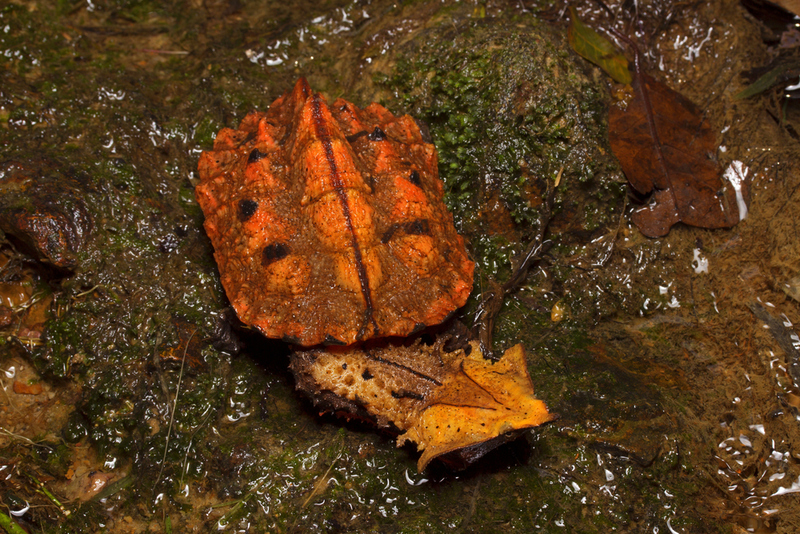 Tartaruga Matamata | Shutterstock