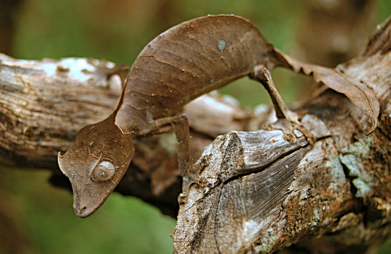 Lagartixa-satânica-cauda-de-folha | Shutterstock