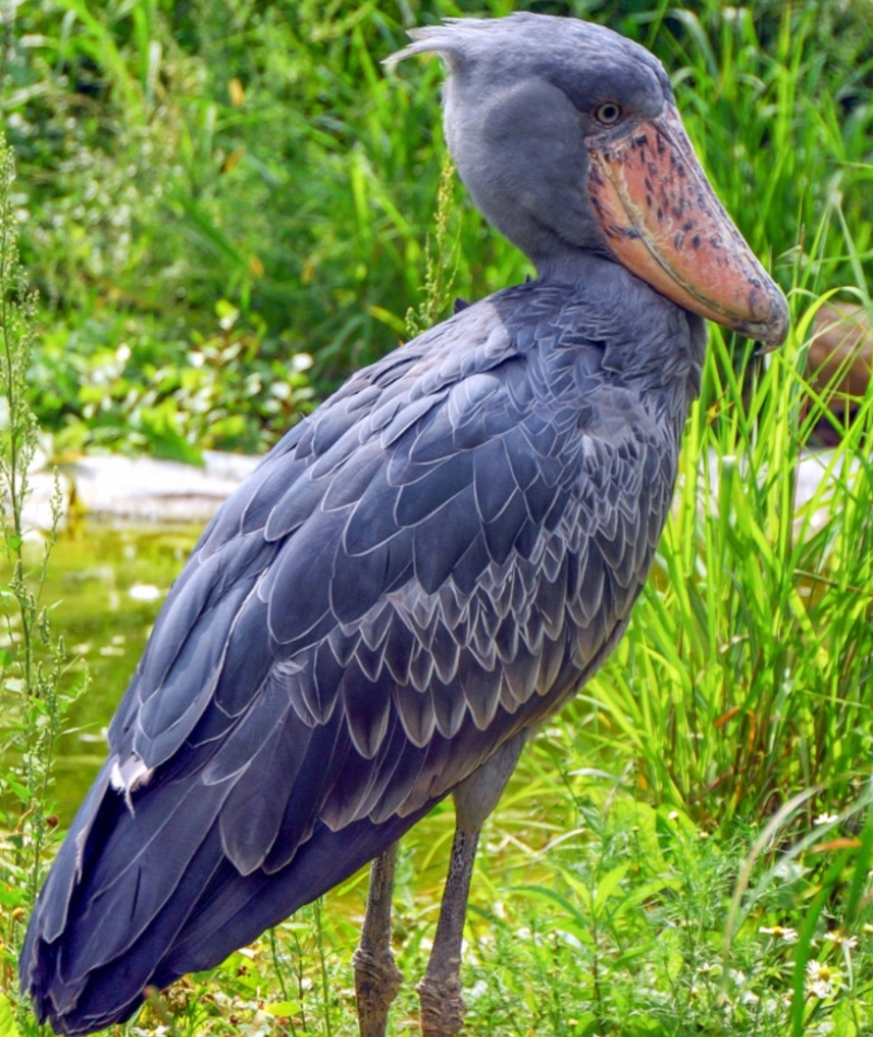 Bico de tamanco | Shutterstock