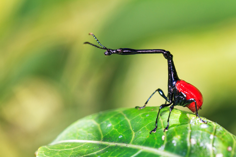 Besouro Girafa | Shutterstock