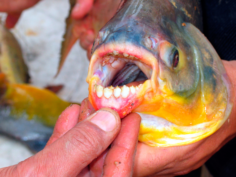 Peixe Pacu | Alamy Stock Photo