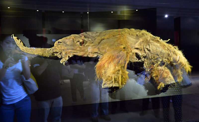The Woolly Mammoth | Getty Images Photo by KAZUHIRO NOGI/AFP 
