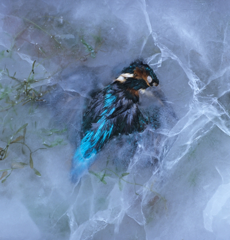 The Kingfisher | Alamy Stock Photo
