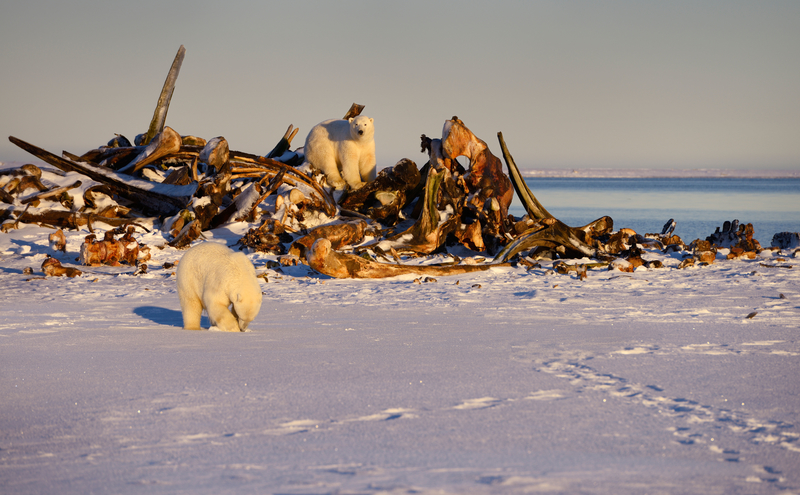 Polar Bears Foraging Through Whale Bones | Alamy Stock Photo