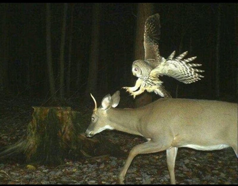 Owl Strike | Imgur.com/mc810Dw