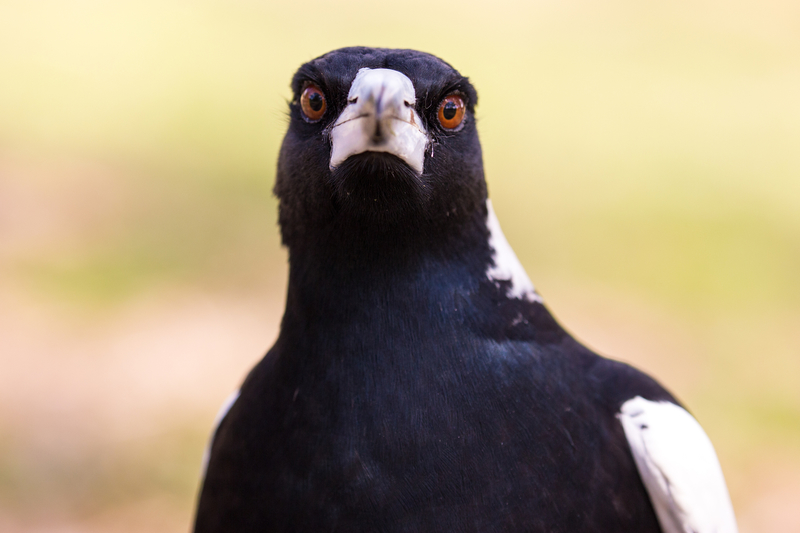 Heard You Talkin’ | Getty Images Photo by burroblando