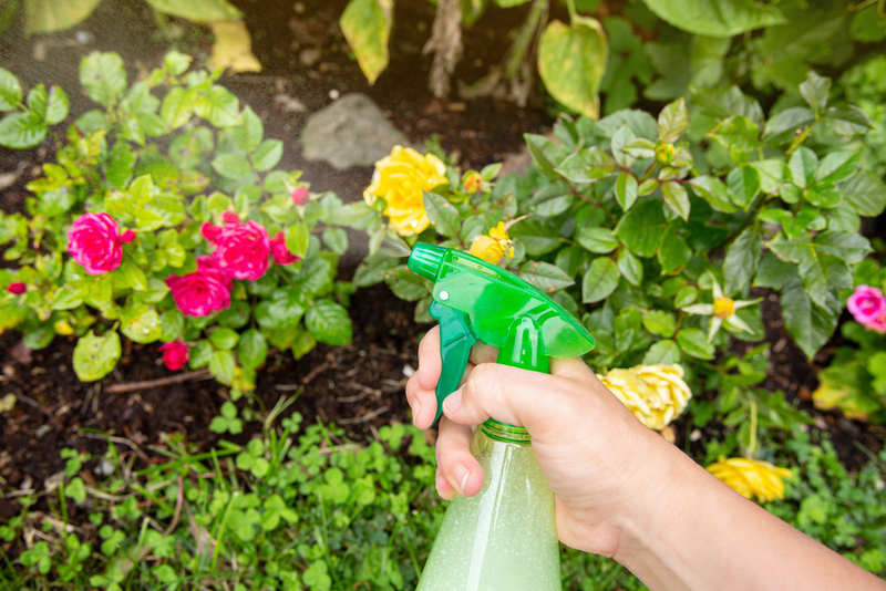 Make an Organic Insect Repellant | Shutterstock Photo by FotoHelin