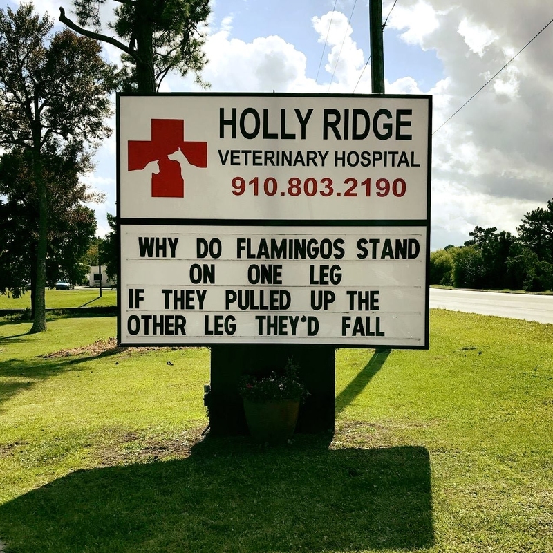 Duh! | Facebook/@HollyRidgeVet