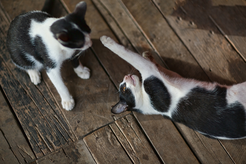 Consider Two Cats | Shutterstock Photo by WichitS