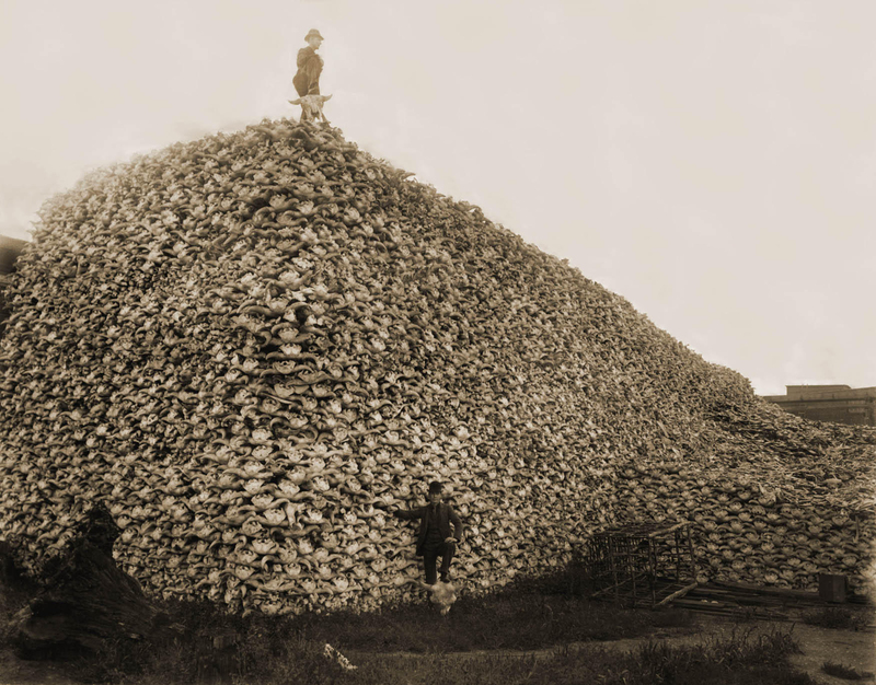 Bison Skulls | Alamy Stock Photo by FLHC 12