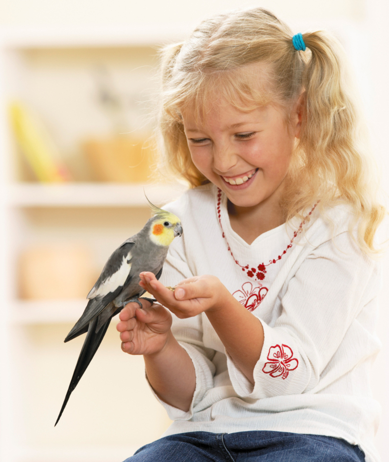 Cockatiels | Alamy Stock Photo by Giel, O./juniors@wildlife/Juniors Bildarchiv GmbH 