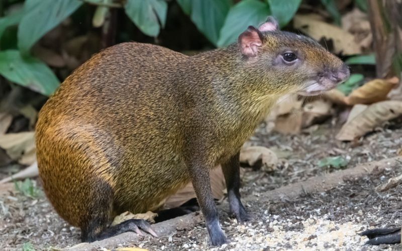 Agouti | Shutterstock Photo by Lids123