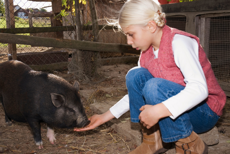 Pot Bellied Pigs | Alamy Stock Photo by Westend61 GmbH