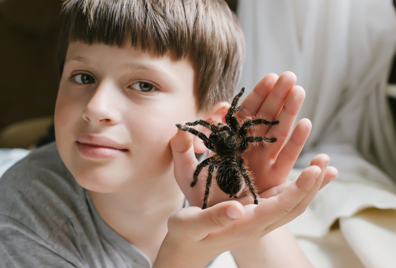 Tarantulas | Shutterstock Photo by Lipatova Maryna