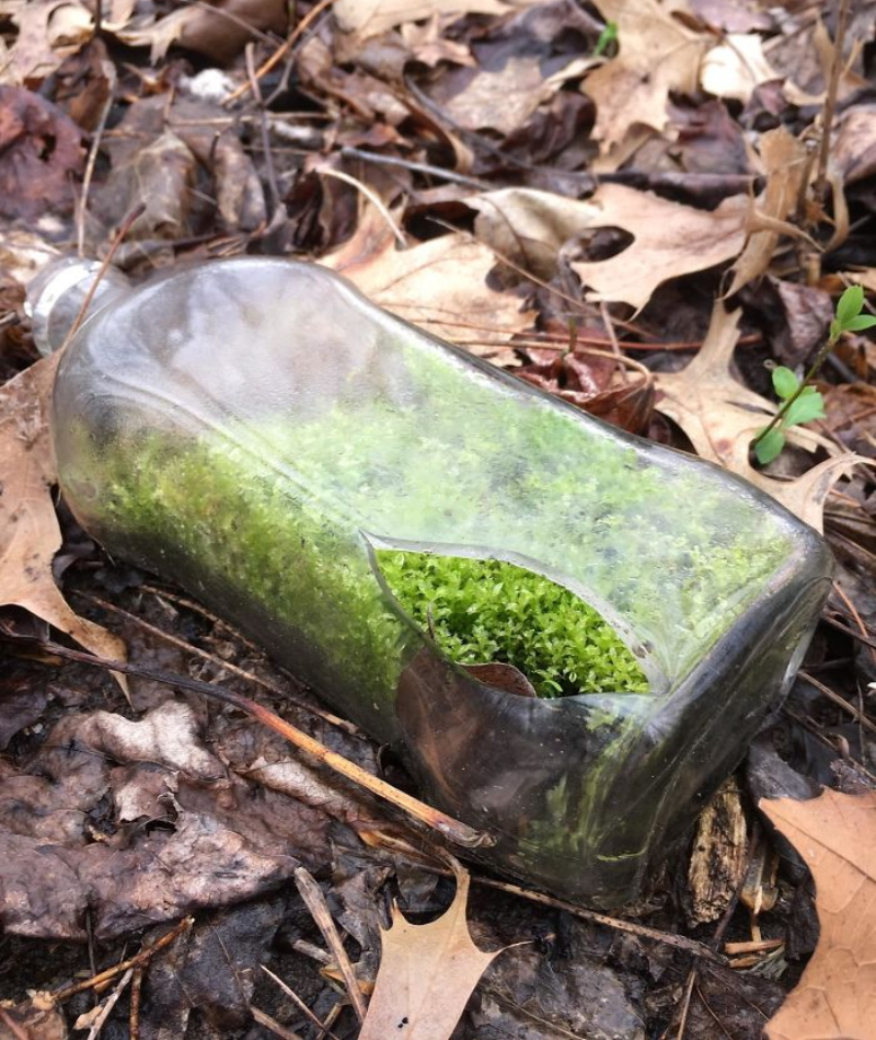 A Bottle Full of Moss | Reddit.com/Ancylid