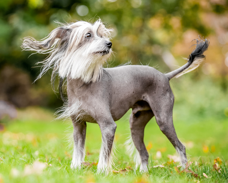 Chinese Crested | Shutterstock 