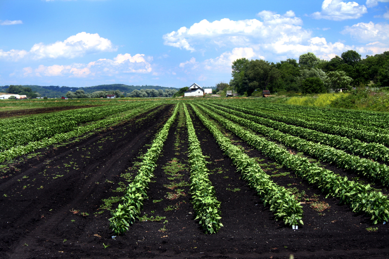 Onions Were a Part of Kosuga’s Hometown Long Before He Came Along | Shutterstock