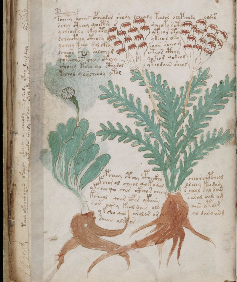 Voynich Manuscript | Alamy Stock Photo