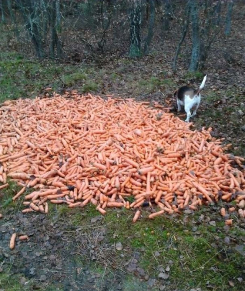 Carrots Galore | Imgur.com/aedzsng