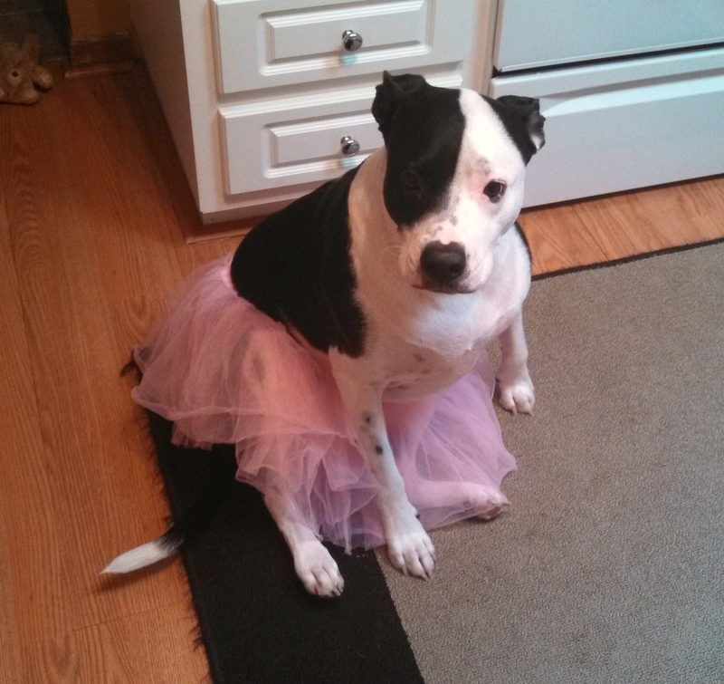 Pitbull Prima Ballerina | Imgur.com/ktXwYag