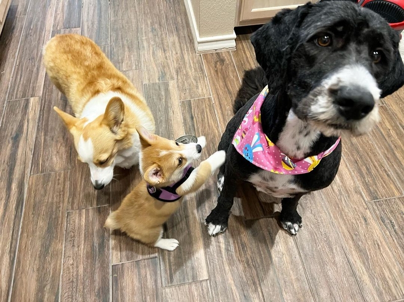 Never Mind the Photo – It’s Play Time | Instagram/@stellathecorgitx