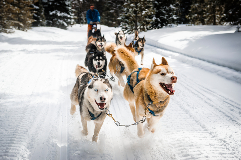 The State Sport | Adobe Stock Photo by goodmanphoto