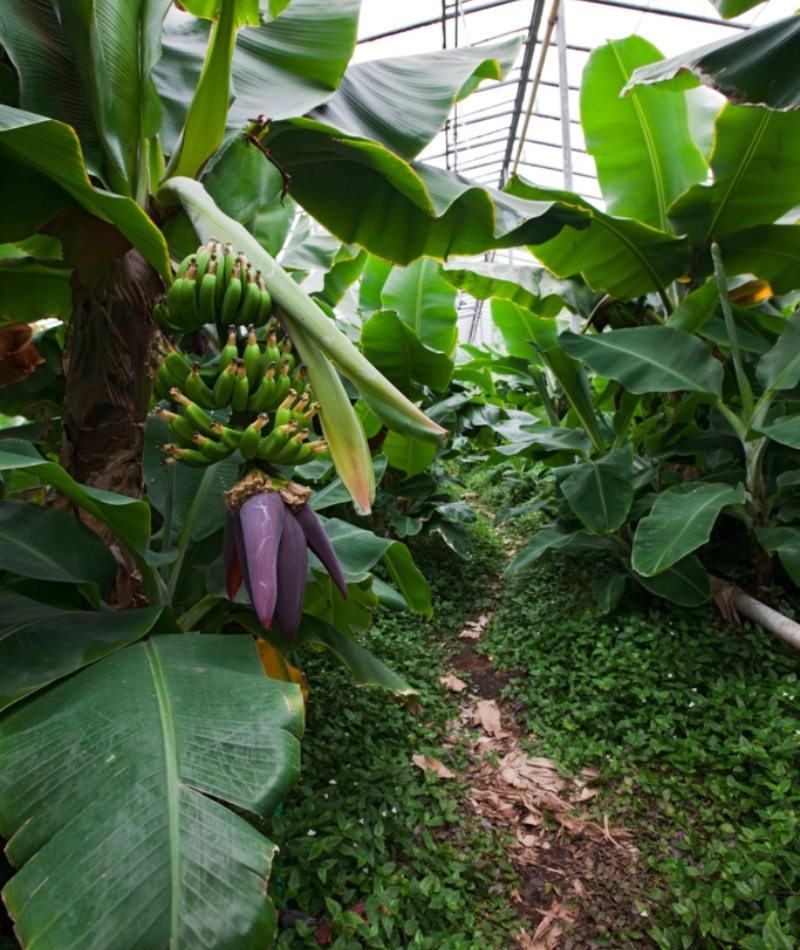 Iceland Has Europe's Largest Banana Plantation | Alamy Stock Photo by COMPAGNON Bruno/SAGAPHOTO.COM