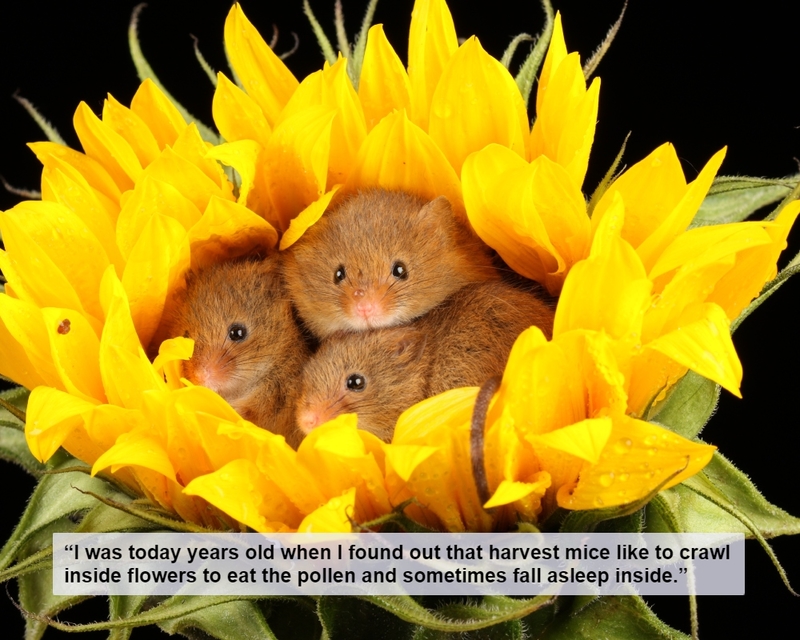 Pretty Flowers and Cute Mice in a Field | Shutterstock