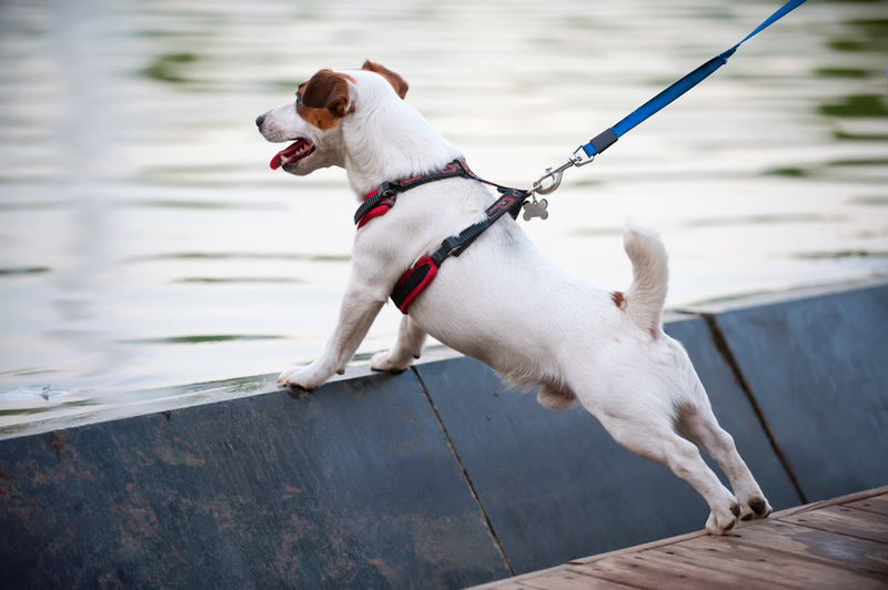 Prevent Leash Pulling Using a Front-Clip Harness | Shutterstock Photo by art nick