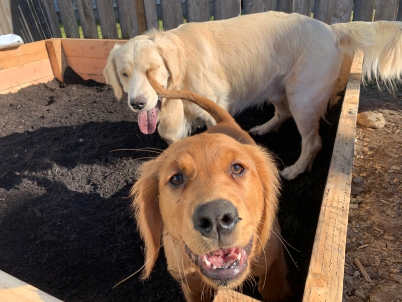 Give Them a Spot to Dig | Reddit.com/DogMomRNRatched