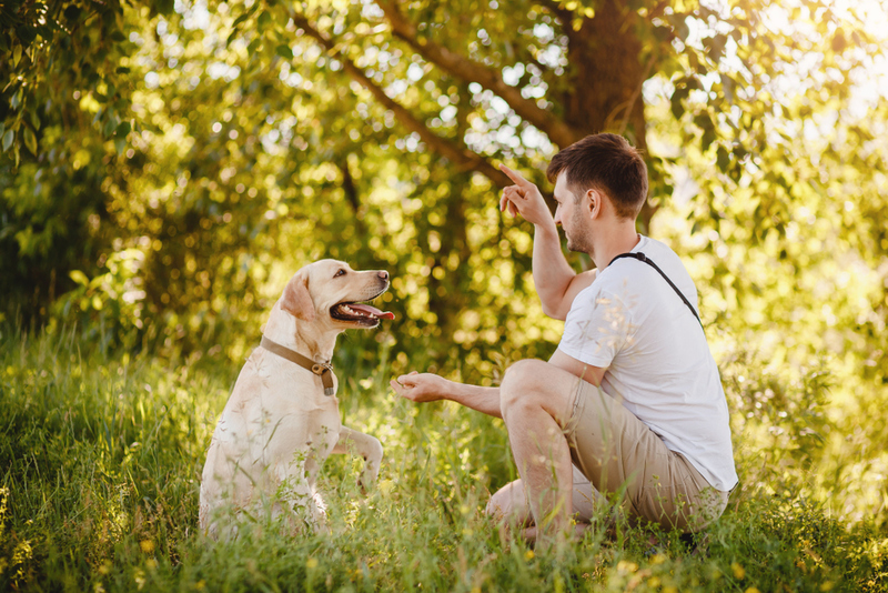 Teach Your Dog to Find the Treats | Shutterstock Photo by Parilov