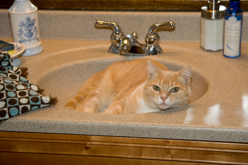 Following You to the Bathroom | Alamy Stock Photo by Richard Mittleman/Gon2Foto 