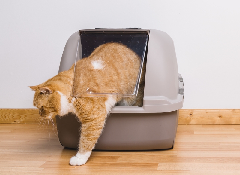 Running After Using the Litter Box | Shutterstock Photo by r.classen