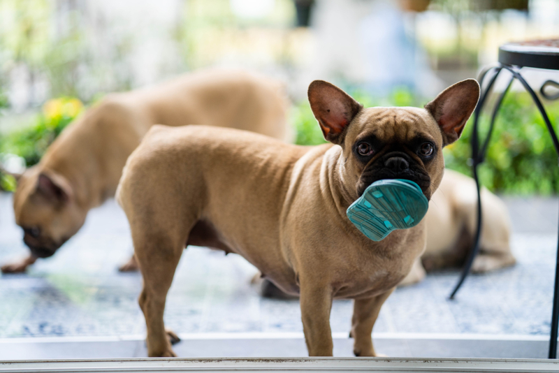 When Your Dog Brings You a Gift | Shutterstock Photo by Tienuskin