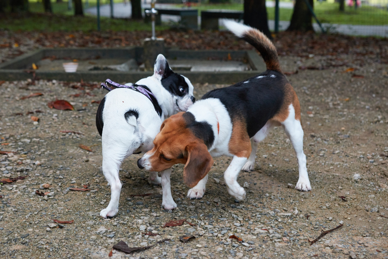 Sniffing Other Dogs’ Butts | Shutterstock Photo by Spiky and I