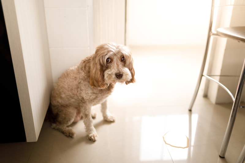 Urinating | Getty Images Photo by Capuski