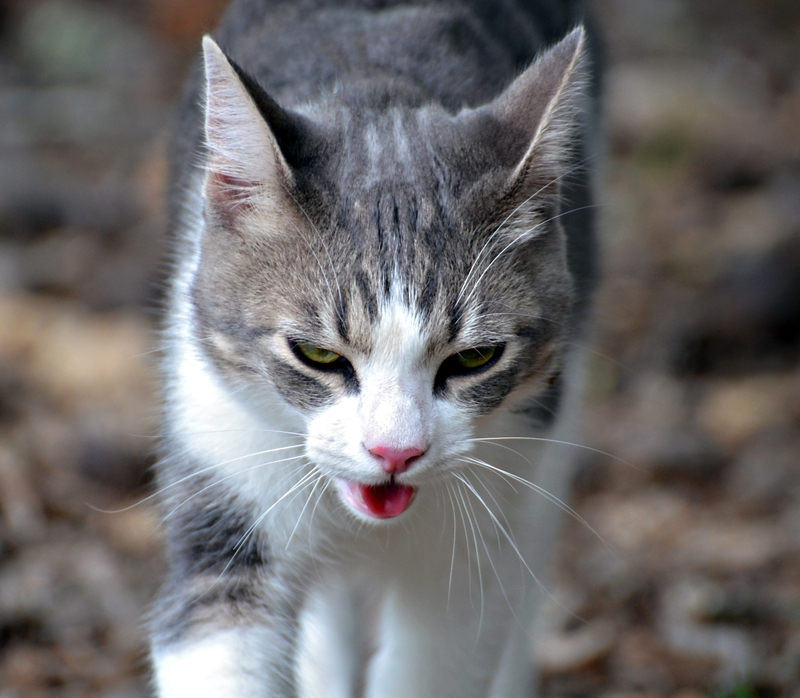 Purrfect Panting | Shutterstock Photo by SUSAN LEGGETT