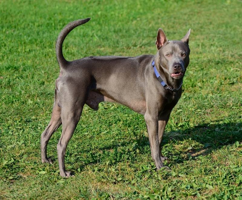 Thai Ridgeback | Ivan Protsiuk/Shutterstock 