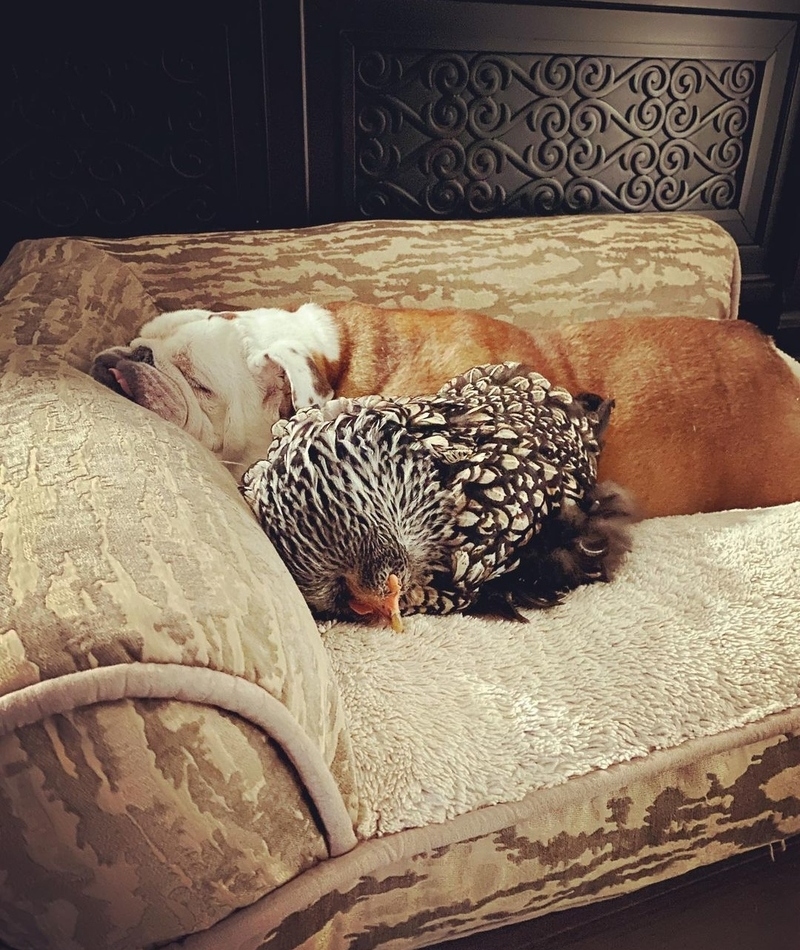 Dog and Chicken | Instagram/@gus_and_lucky