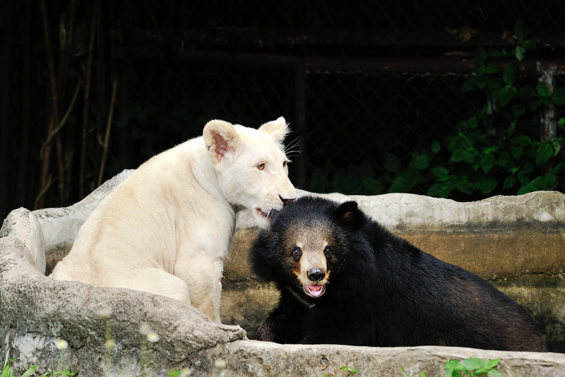 Lioness and Bear | Shutterstock Photo by Yatra4289