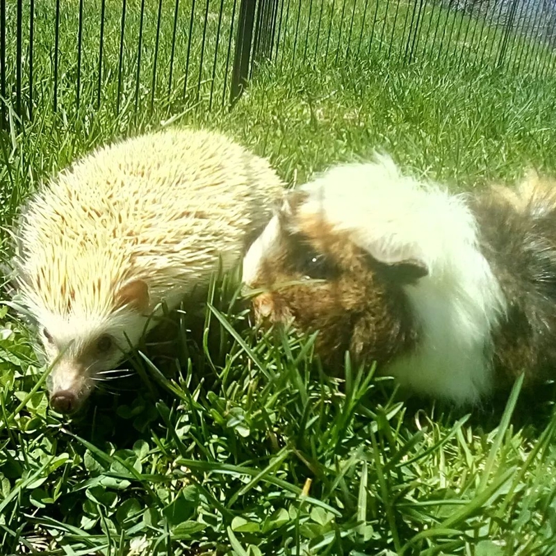 Guinea Pig and Hedgehog | Instagram/@adventuresofchickirathechick