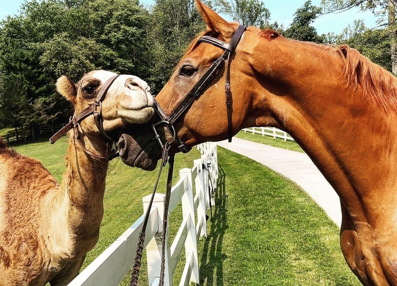 Horse and Camel | Instagram/@crayzcandace