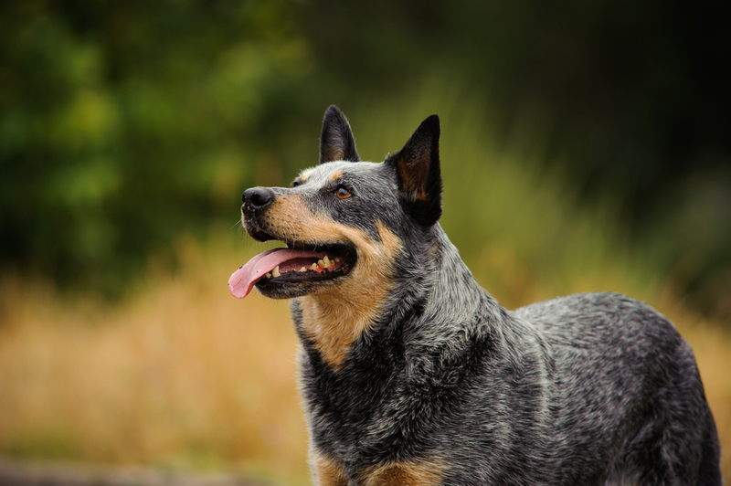 Australian Cattle Dog | Shutterstock