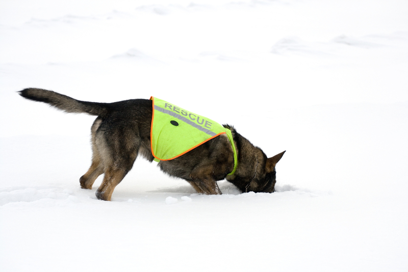 This Dog Squad Rescues People | Shutterstock