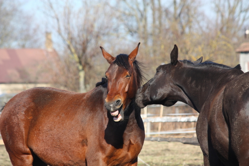 That’s One Funny Horse | Alamy Stock Photo by Anastasija Popova 