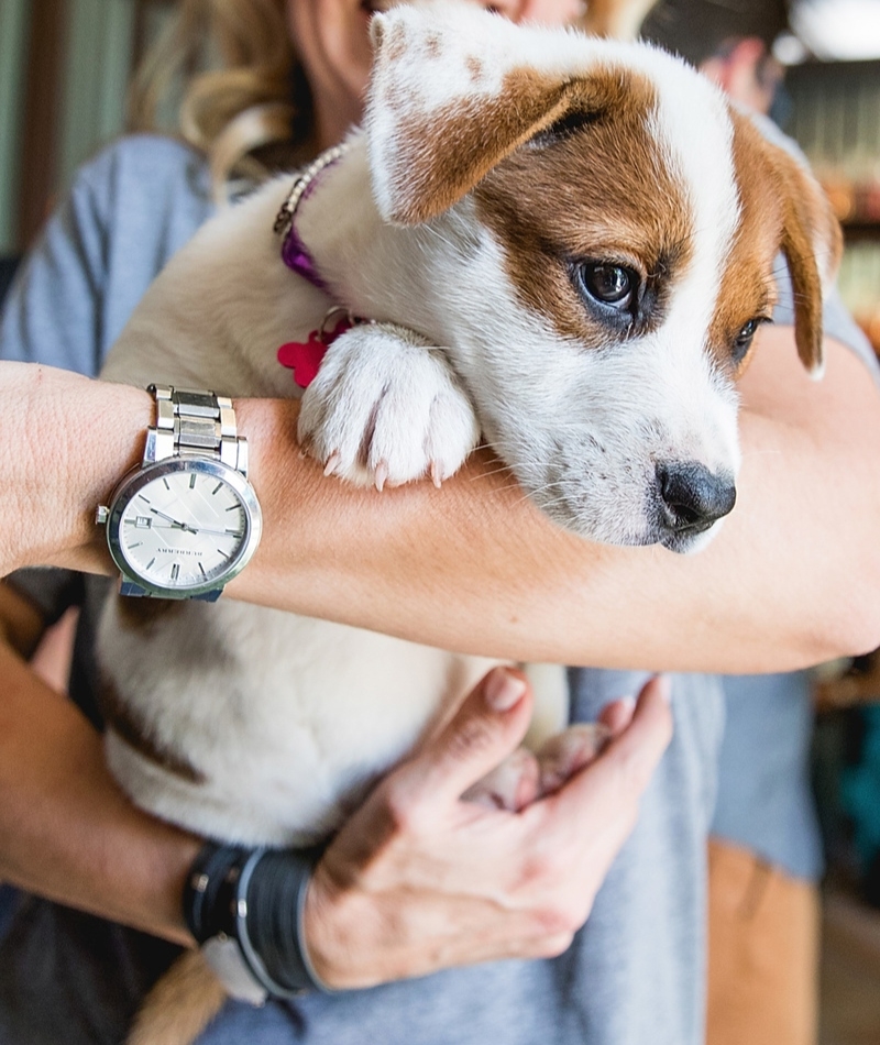 A Rescue Dog’s Dream | Getty images Photo by Rick Kern/WireImage