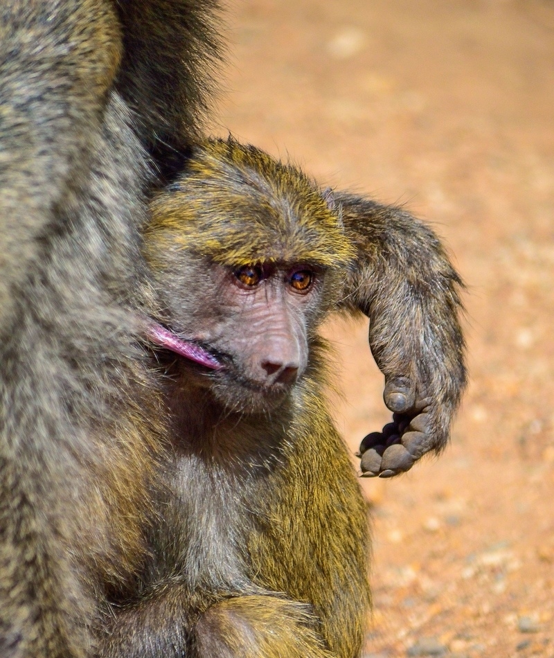 Time to Start Weaning | Alamy Stock Photo by Tracy Angus-Hammond 