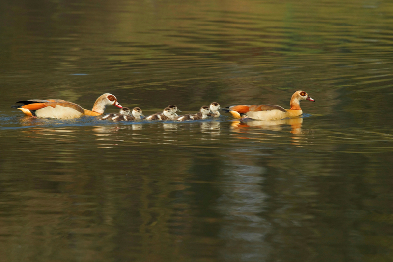 All Aboard the Goose Train | Alamy Stock Photo by blickwinkel/H. Pieper