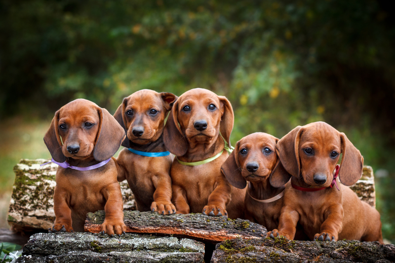 Dachshund | Shutterstock Photo by Shedara Weinsberg